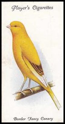 7 Border Fancy Canary